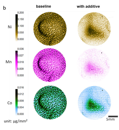 image shows the different elements that can be found in the interphase and how they are distributed