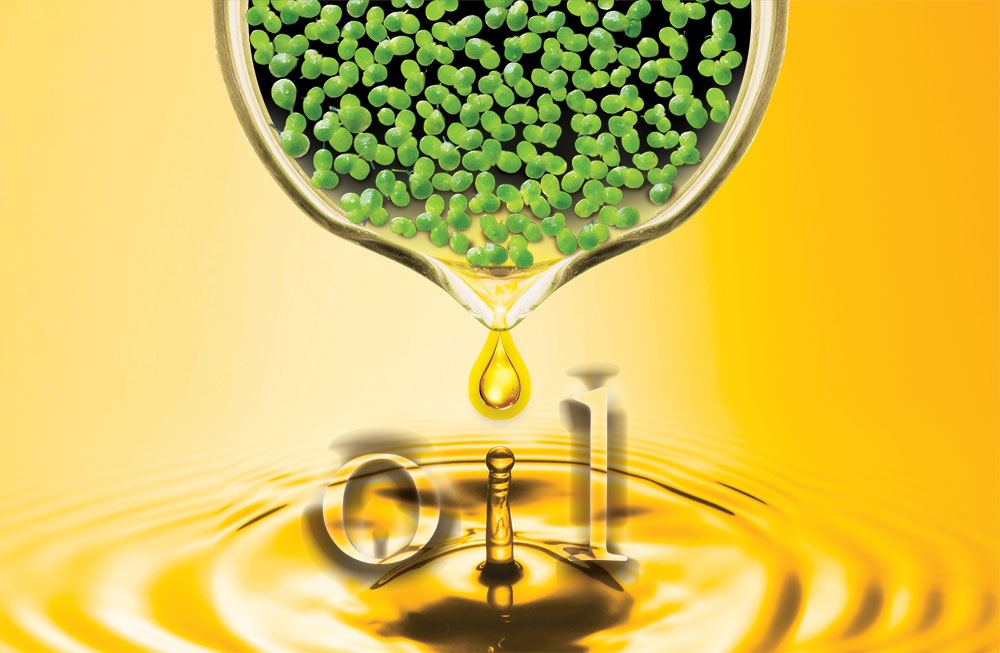 Digital illustration of green duckweed plant dripping into pool of gold oil