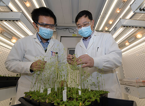 Photo of Xianhai Zhao and Chang-Jun Liu with Arabidopsis plants