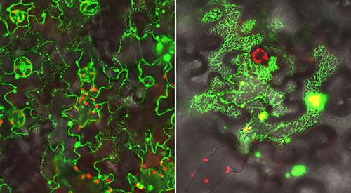 Fluorescent visualization of proteins in leaf cells