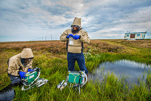 Photo of Alistair Rogers (right) and his colleague Stefanie Lasota collecting leaf samples