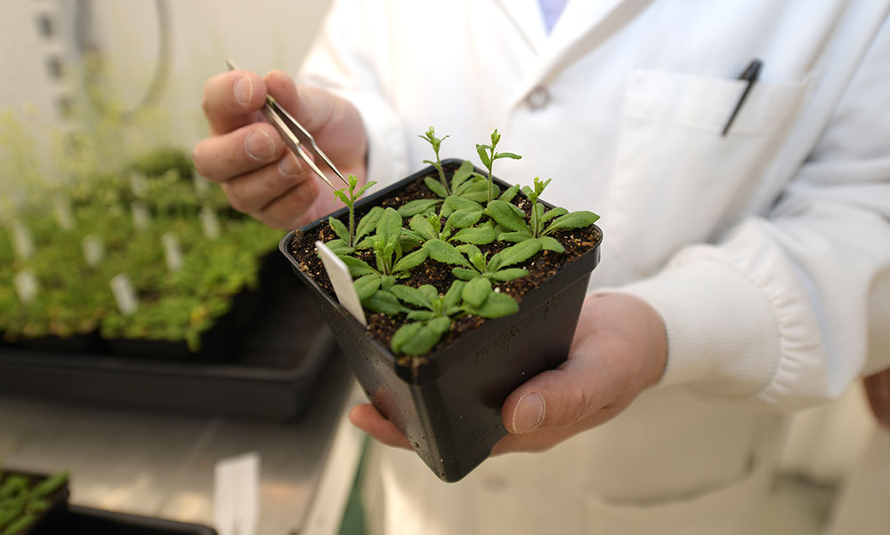 Science holds green crop plant