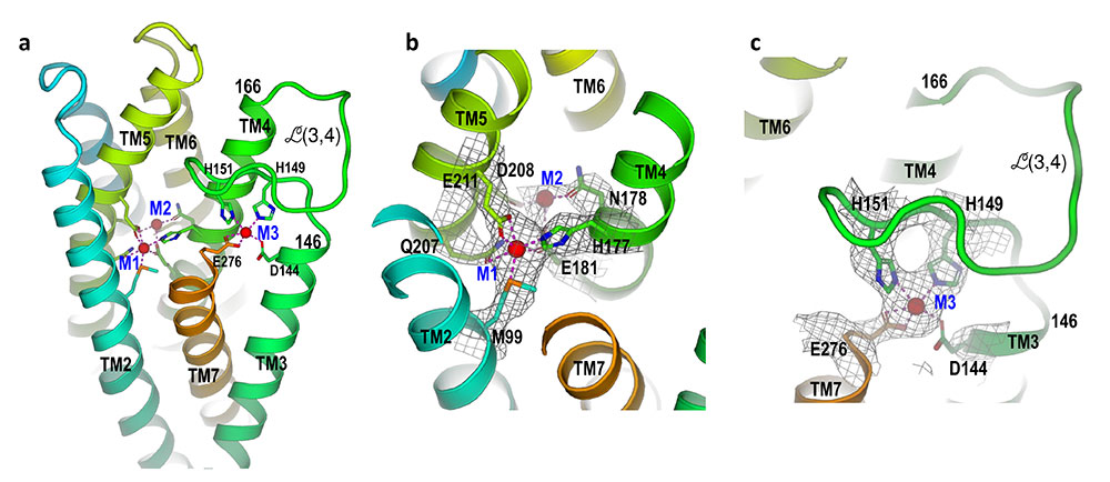 Detailed views of the ZIP protein