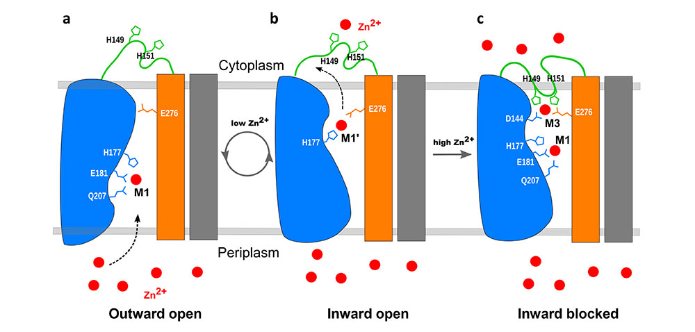 Schematic of the mechanism for the transmembrane ZIP transporter