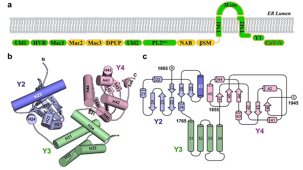 Ribbon diagram