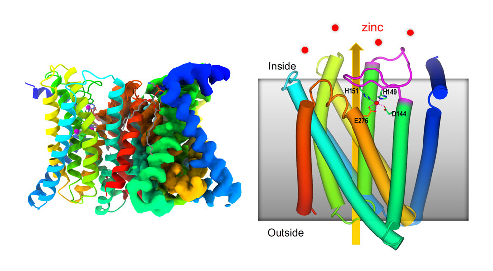 Overall structure of a transmembrane ZIP zinc transporter protein