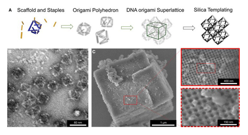 microscopic images of DNA strands