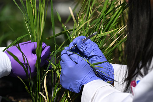 Rice plants