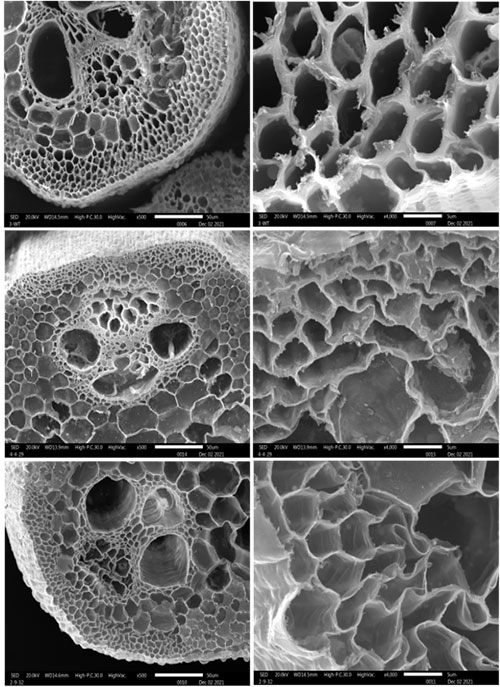 Scanning electron microscope images