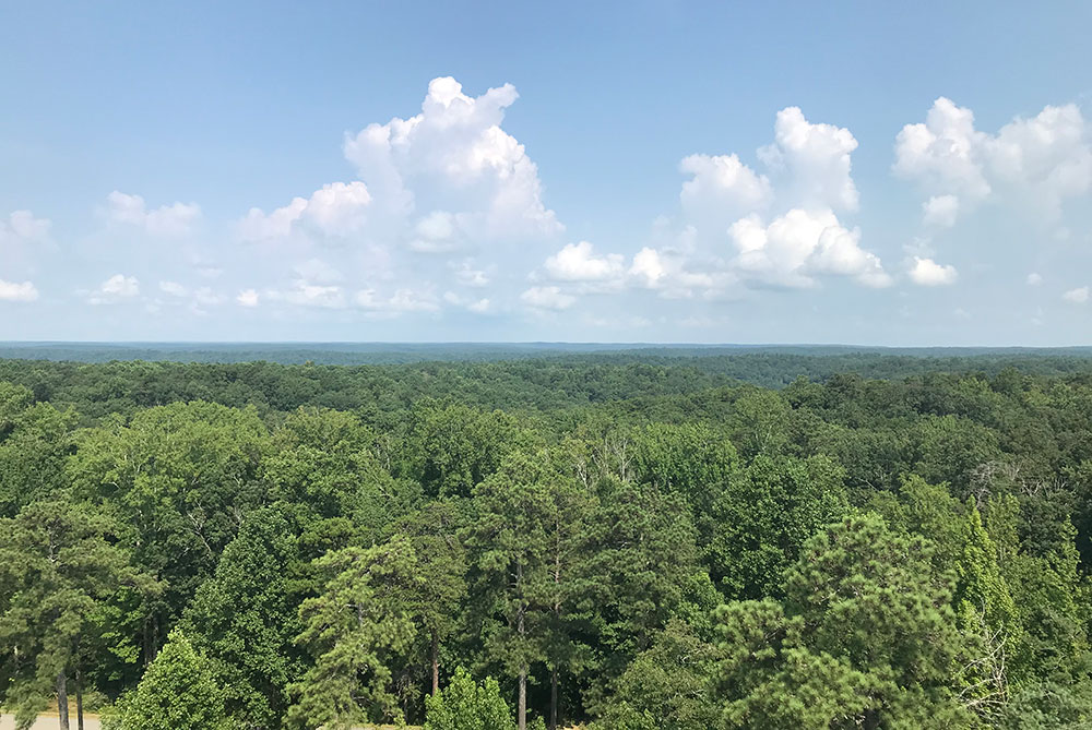 View of a forest of green trees under a blue, cloudy sky