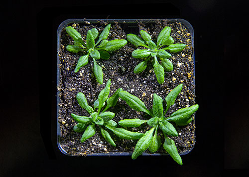 Arabidopsis thaliana