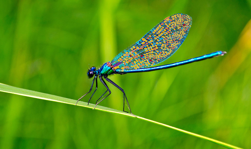 Dragonfly