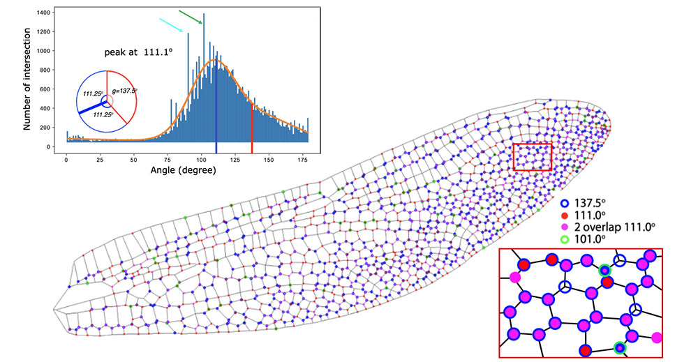 Dragonfly wing angular distributions