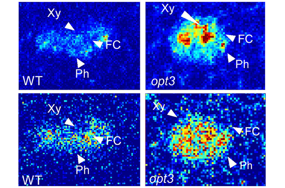 x-ray "maps"