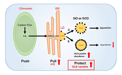 Model showing the use of modified OLE1 in PUSH-PULL-PROTECT strategy for increasing oil accumulation