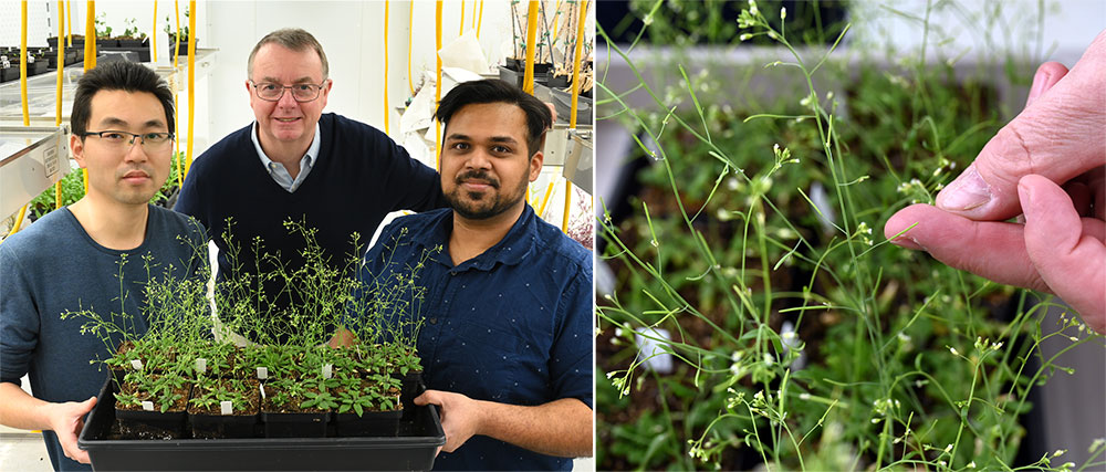 Yuanxue Liang, John Shanklin, and Sanket Anaokar holding Arabidopsis plants