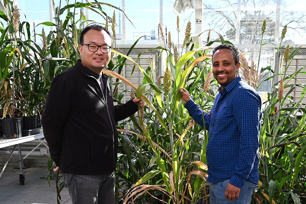 Meng Xie and postdoctoral fellow Dimiru Tadesse with sorghum plants inside greenhouse