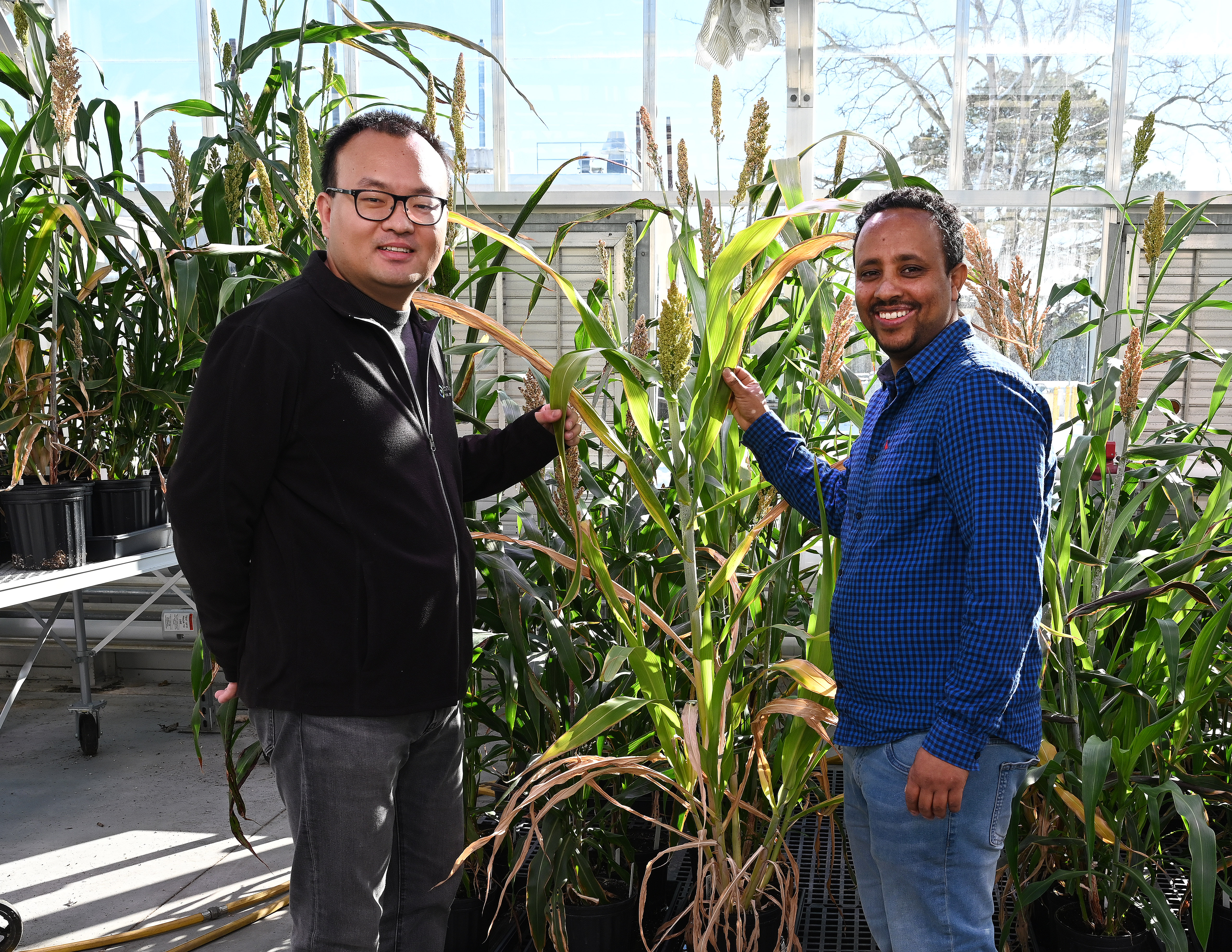 Brookhaven Lab biologist Meng Xie and postdoctoral fellow Dimiru Tadesse with sorghum plants like those used in this study. Note that these plants are flowering, unlike those the scientists engineered to delay flowering indefinitely to maximize their accumulation of biomass. 