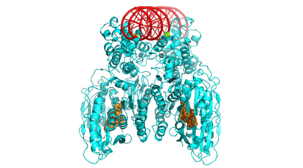 3-D structure of CBASS Cap5 protein tetramer