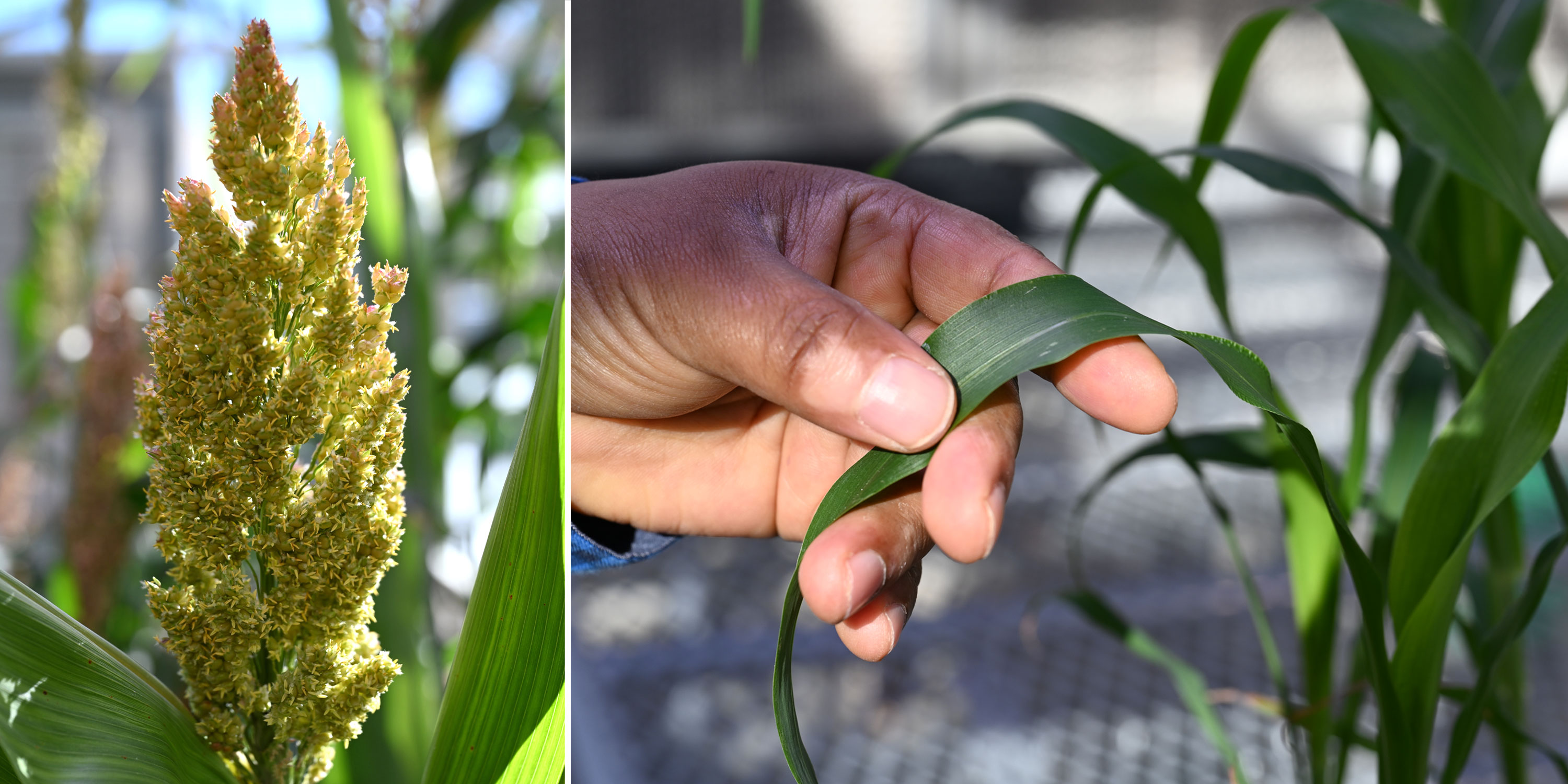 When sorghum begins producing grain-laden flowers (left) the plants stop growing. Brookhaven Lab and Oklahoma State University scientists discovered the genes that control flowering time and modified plants to delay flowering.