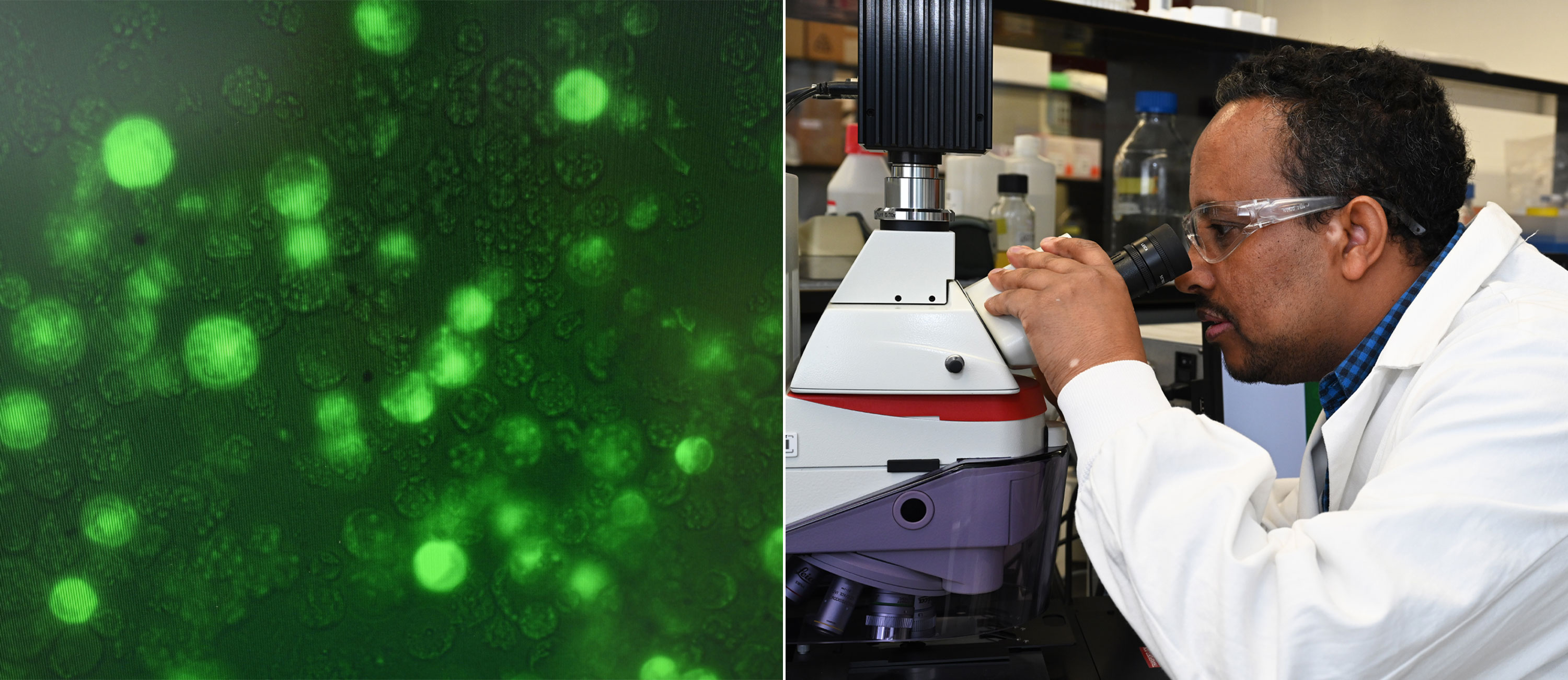 The team used plant protoplasts — plant cells without cell walls — to express and study the effects of various genes. Left: Protoplasts expressing green fluorescent protein. Right: Dimiru Tadesse focuses on transformed protoplasts using a fluorescent microscope.
