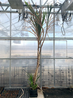 Non-flowering sorghum plant