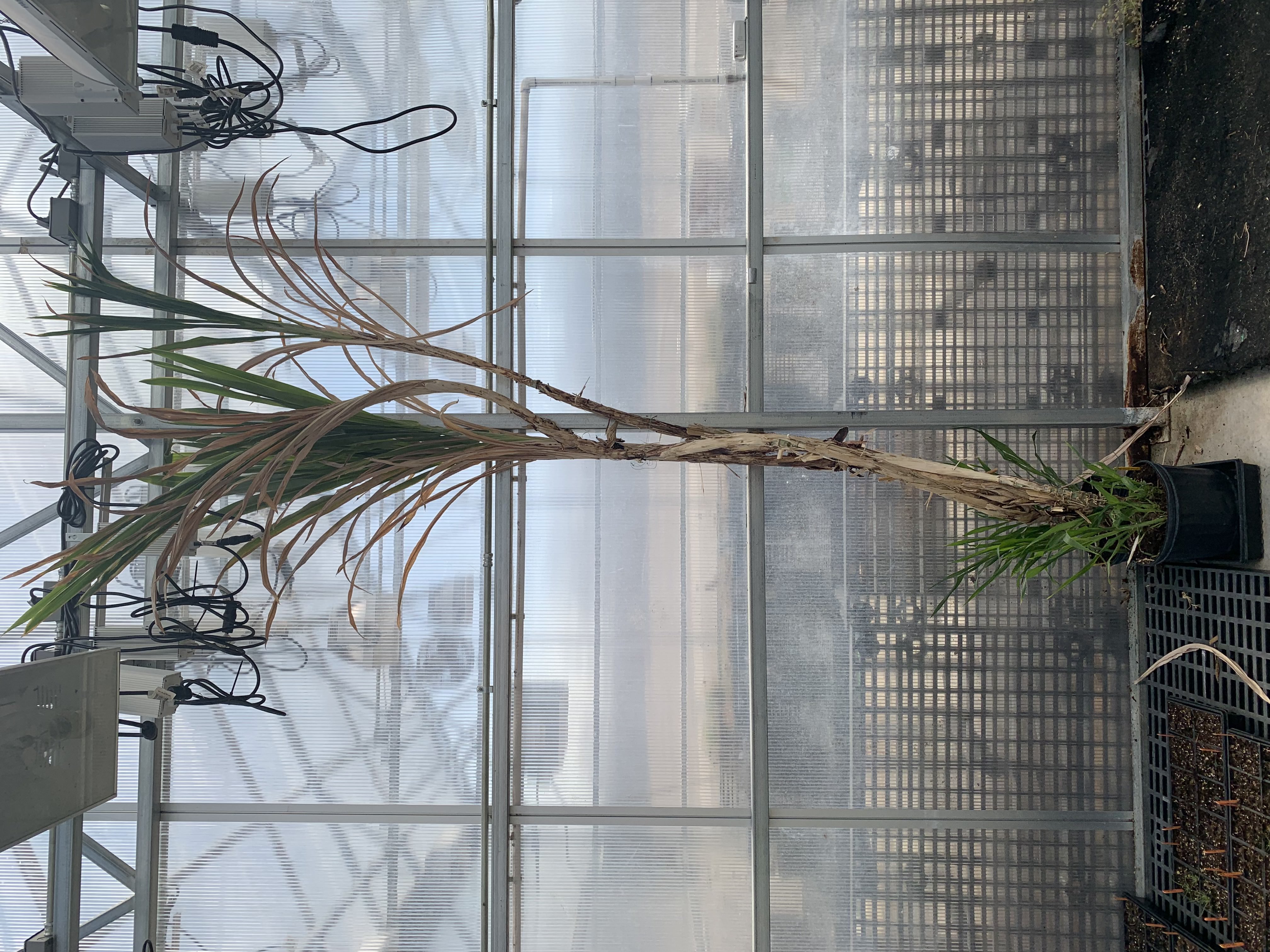 A 245-day-old genetically altered, non-flowering sorghum plant in a greenhouse at Oklahoma State.