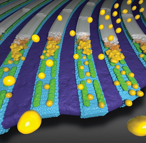 Block copolymer nanopatterns (blue/violet) template assembly of peptide nanoribbons (green)