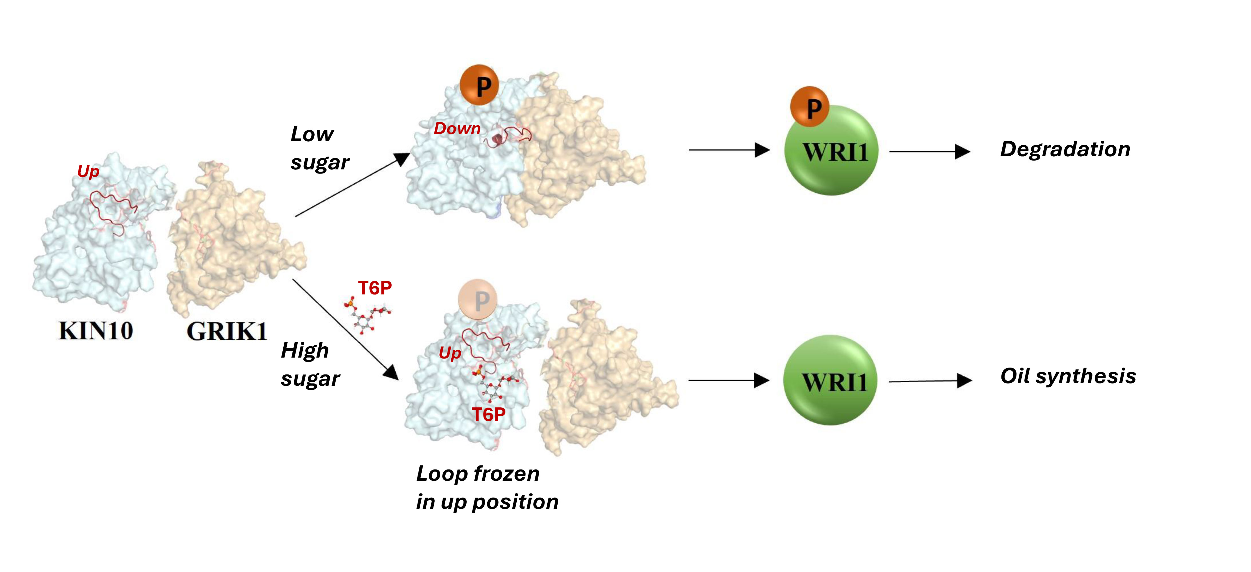 Protein pathways