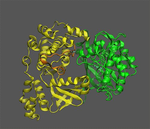 Yellow and green coils represent proteins