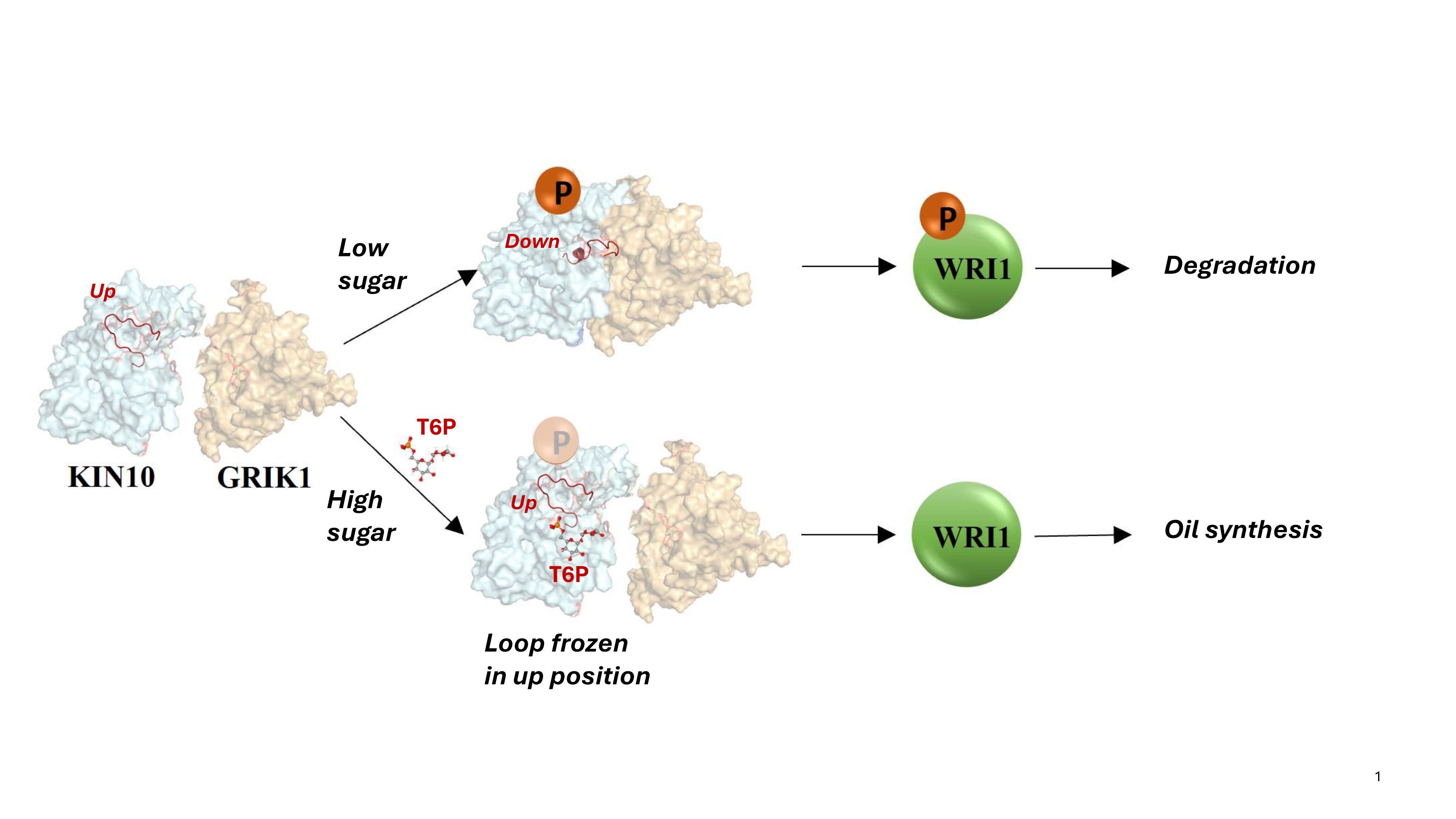 Newswise: Scientists Discover Mechanism of Sugar Signaling in Plants