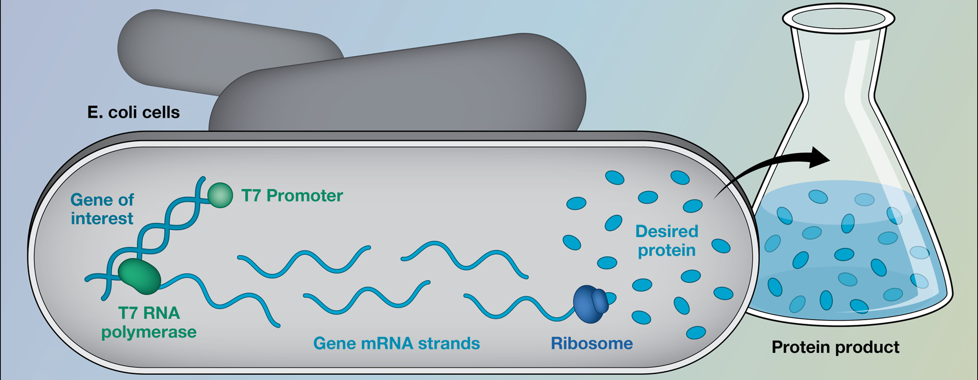 Newswise: Brookhaven Lab Biophysicist F. William Studier Awarded Merkin Prize in Biomedical Technology