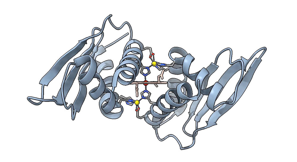 Illustration of structure of Domain Related to Iron