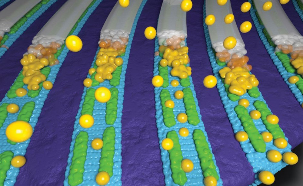 Block copolymer nanopatterns (blue/violet) template assembly of peptide nanoribbons (green), which g