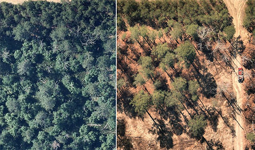 Two side-by-side bird's-eye view photos of pine forest. The one on the left has many green tree