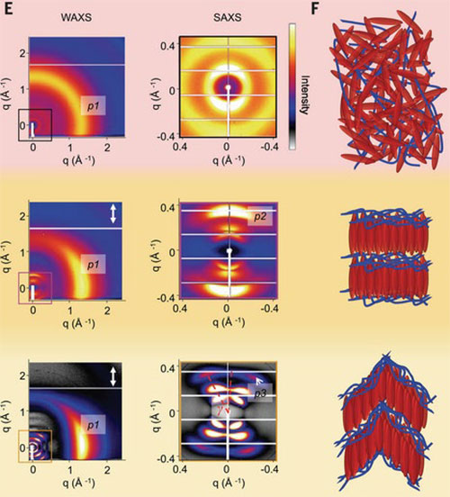 schematics of molecular packing of the liquid crystal