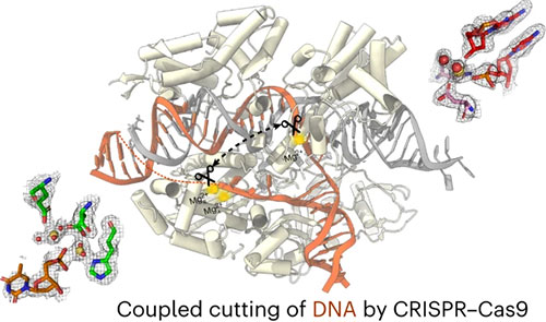 illustration showing the CRISPR-Cas9 enzyme performing near-simultaneous cutting of two strands of D