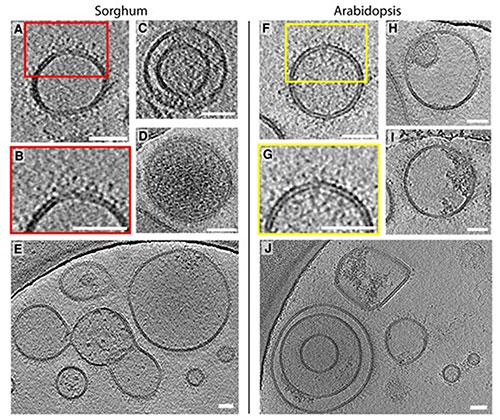 Analysis of plant samples