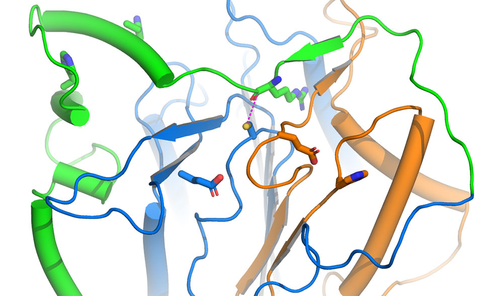3D structure of plant Metacaspase 9 from Arabidopsis with green, blue, and orange ribbon structures.
