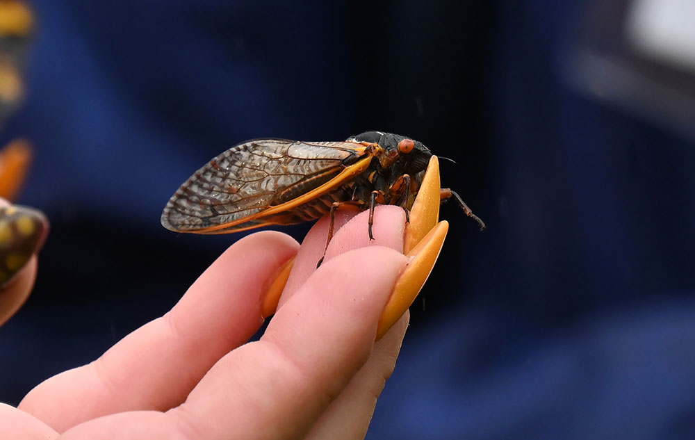 A cicada perched on a person's fingertips