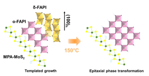 Enhanced growth of photoactive perovskite phase (α-FAPI) by functionalized 2D MoS<sub>2</sub>