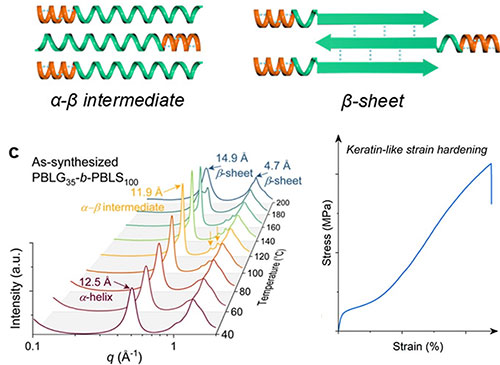 (Top) Stretched synthetic copolypeptides with Transformable PBLS or PBLC Segments. (Bottom) In situ 