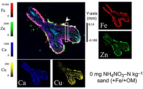 Element-specific SXRF images of calcium (Ca), copper(Cu), Fe(iron), and zinc (Zn)