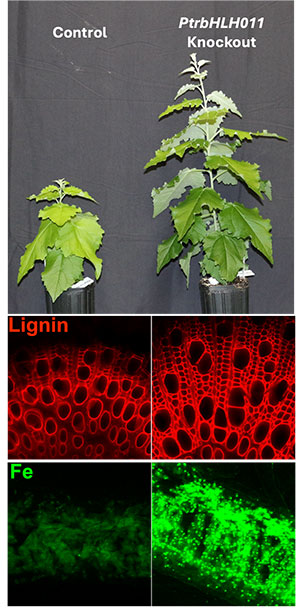Plant comparisions; microscopy images