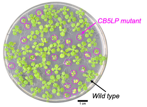 A birds-eye view of a labeled petri dish containing small green plants