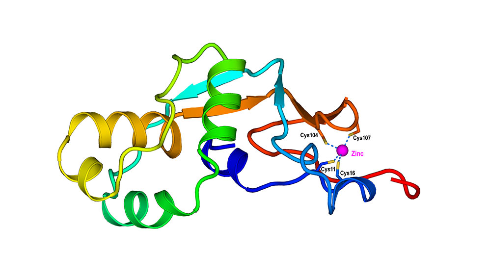 Zinc-binding protein model