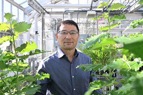 CJ Liu in the greenhouse at Brookhaven Lab
