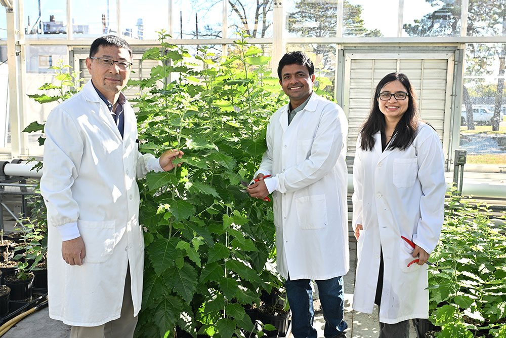 Chang-Jun Liu, Vijaya Vulavala, and Nidhi Dwivedi in the greenhouse at Brookhaven National Laborator