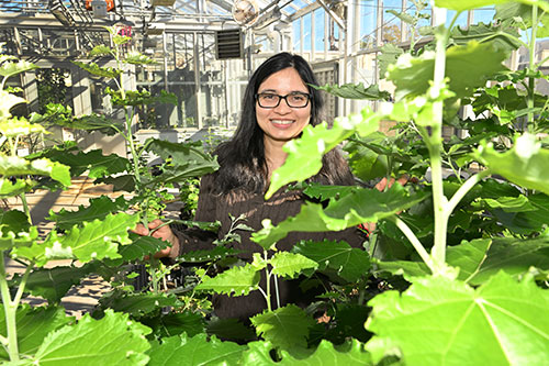 Nidhi Dwivedi in the greenhouse at Brookhaven Lab