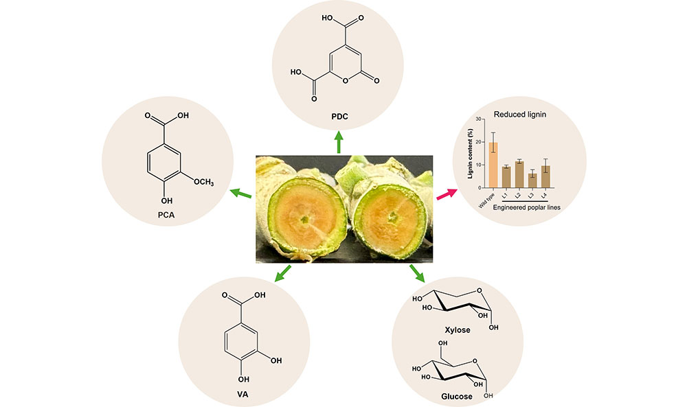 Engineered poplar cross-section and bioproducts